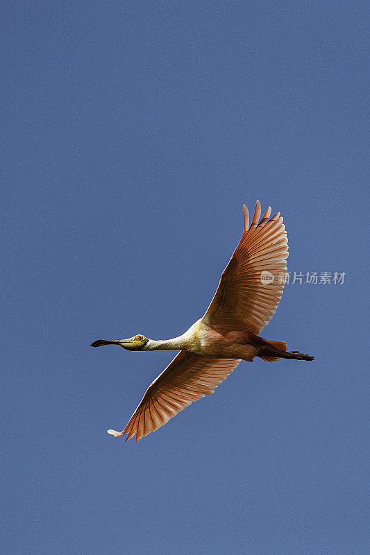 玫瑰色琵鹭，Platalea ajaja, Ajaia ajaja, Audubon Alafia银行鸟类保护区;鸟岛;希尔斯堡惨案湾;坦帕湾;佛罗里达。在蓝天下飞翔。